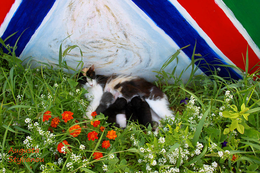 Flowers and Cats Photograph by Augusta Stylianou