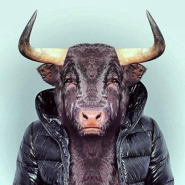 Art Bull Photograph by Marina Boitmane