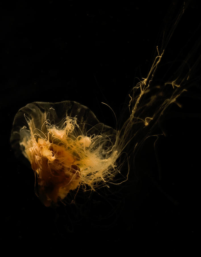 Fish Photograph - Art Jelly by Ocean Image Photography