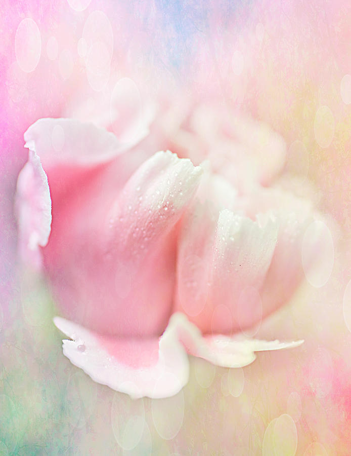 Flowers Still Life Photograph - Art of Carnation II by Hafiz Afraizal