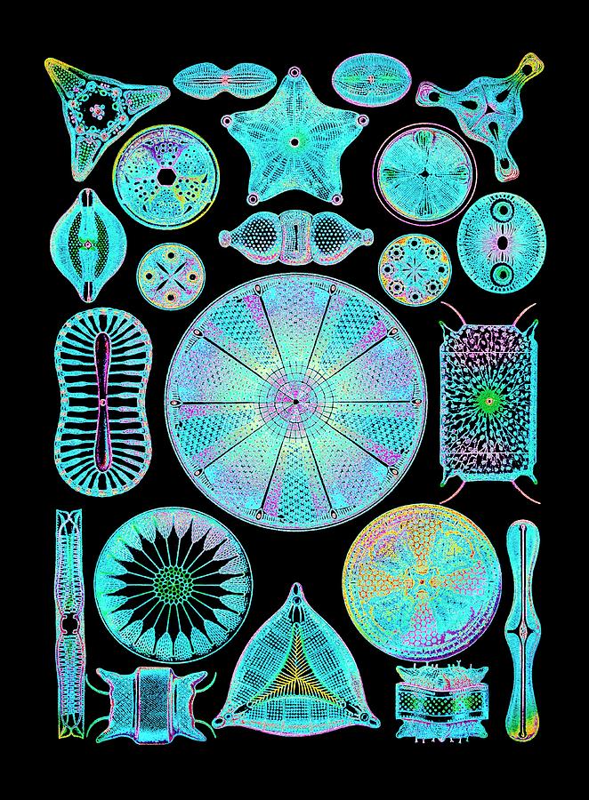 Art Of Diatom Algae (from Ernst Haeckel) Photograph by Mehau Kulyk/science Photo Library