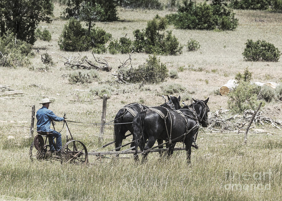 Vintage Photograph - Art of Horse Plowing by Janice Pariza