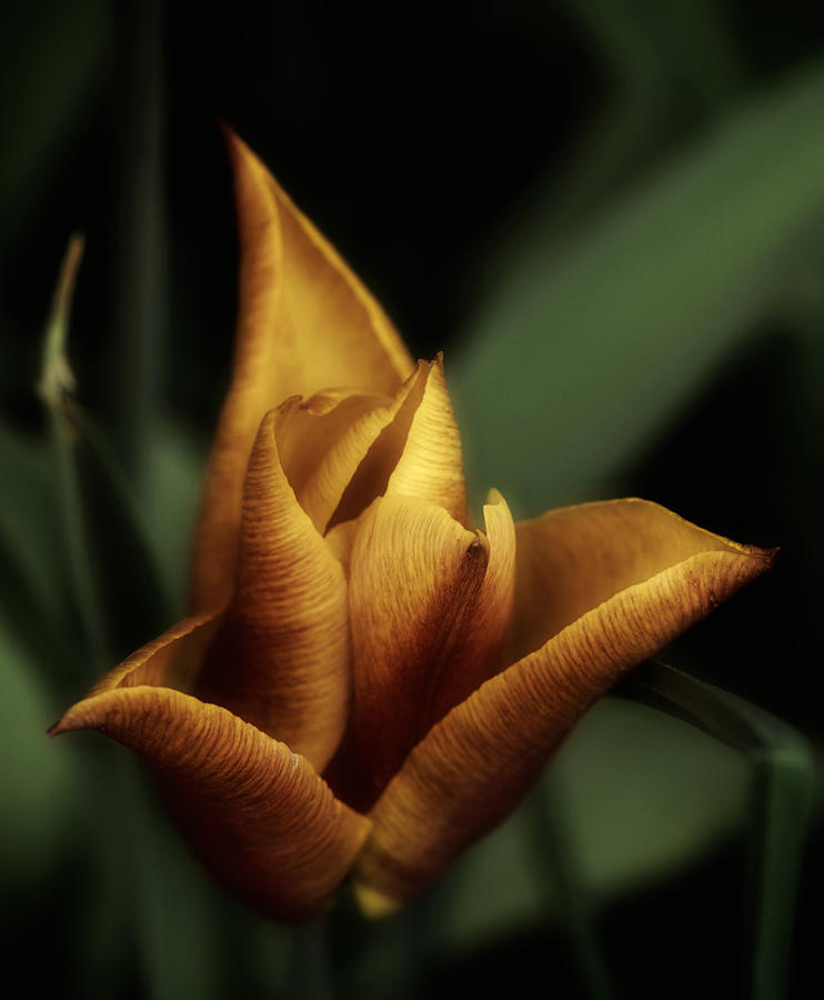Art of the Tulip No. 1 Photograph by Richard Cummings