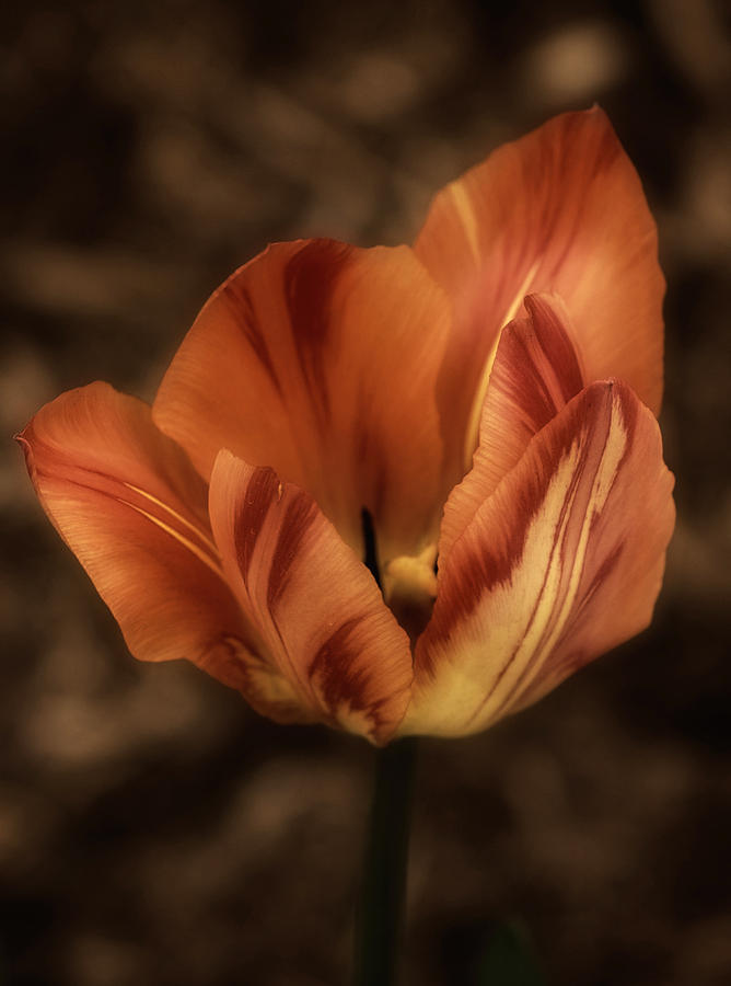 Art of the Tulip No. 3 Photograph by Richard Cummings