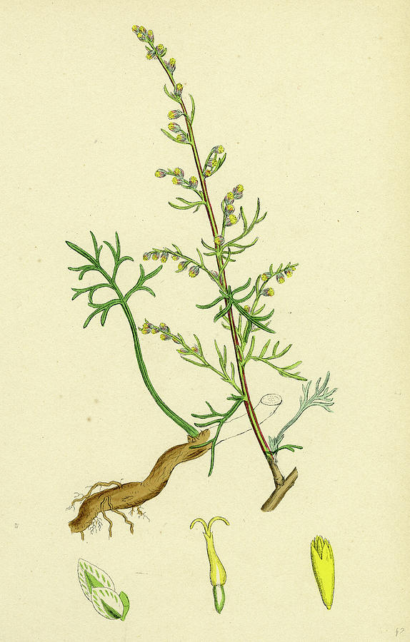 19th Century Drawing - Artemisia Campestris Field Southernwood by English School 19th Century Drawing - Artemisia Campestris Field Southernwood by English School