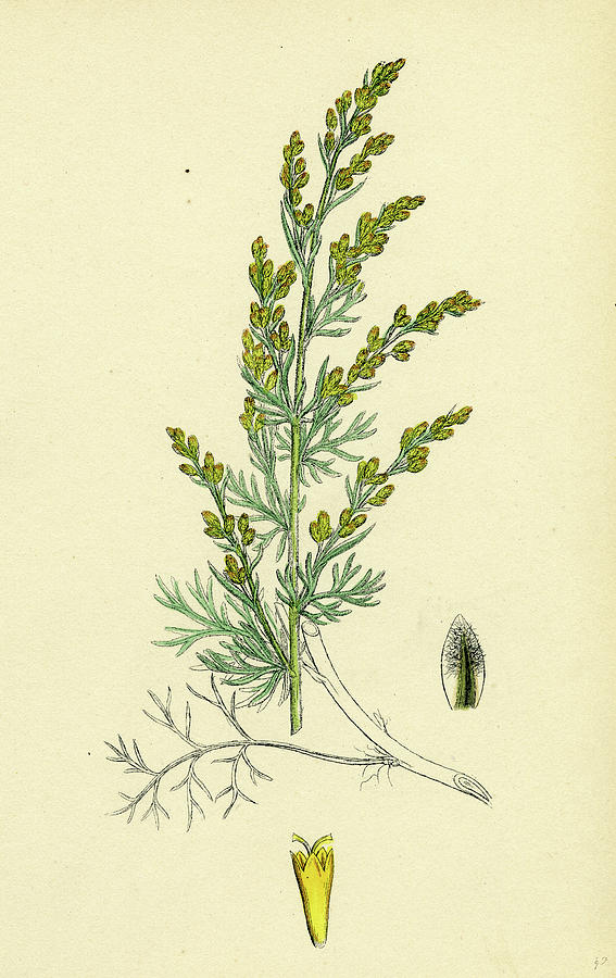 Artemisia Maritima Var. Gallica Sea Wormwood Var Drawing by English ...