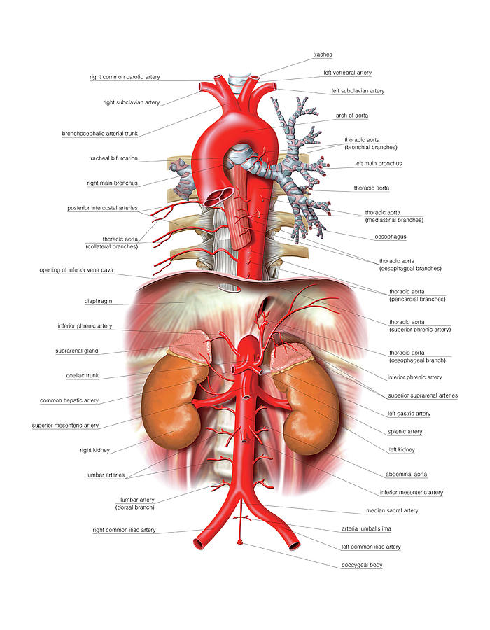 Arterial System Photograph by Asklepios Medical Atlas