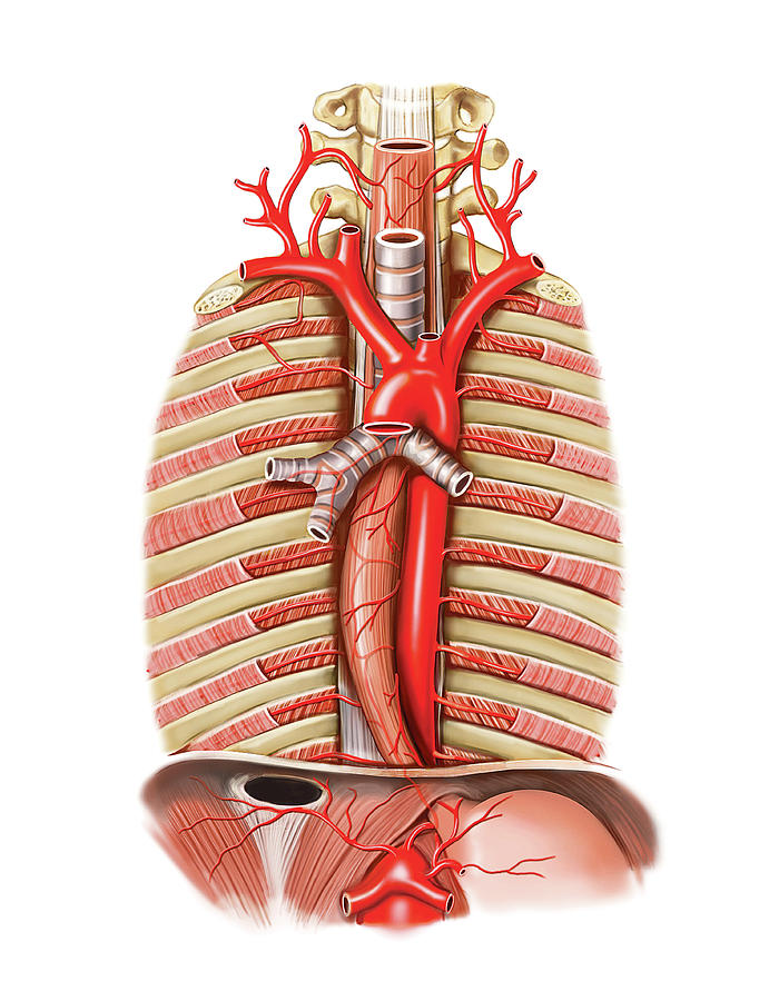 Arterial System Of Oesophagus Photograph By Asklepios Medical Atlas Pixels 9325