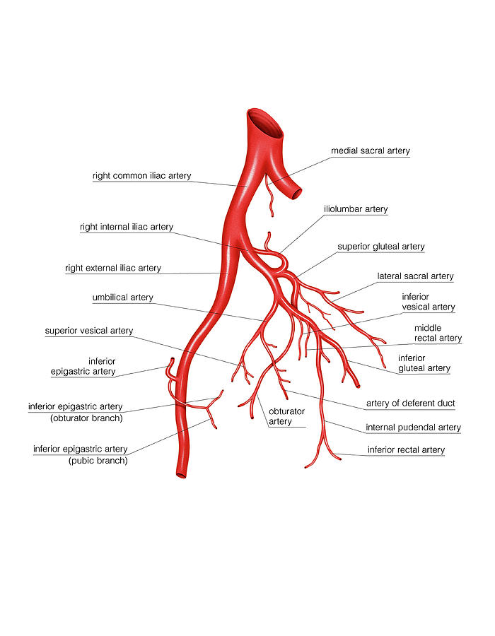 Arterial System Of The Abdomen Photograph by Asklepios ...