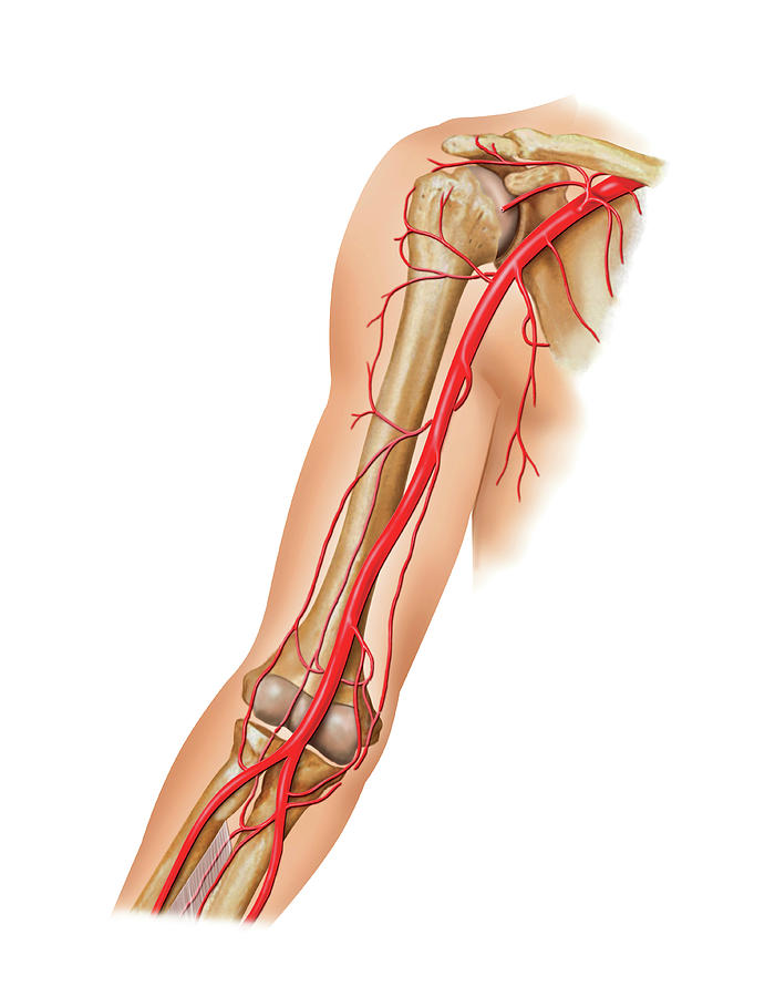 Arterial System Of The Arm Photograph By Asklepios Medical Atlas Pixels Merch 9432