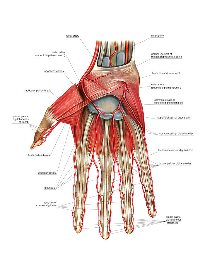 Arterial System Of The Hand Photograph by Asklepios Medical Atlas - Pixels