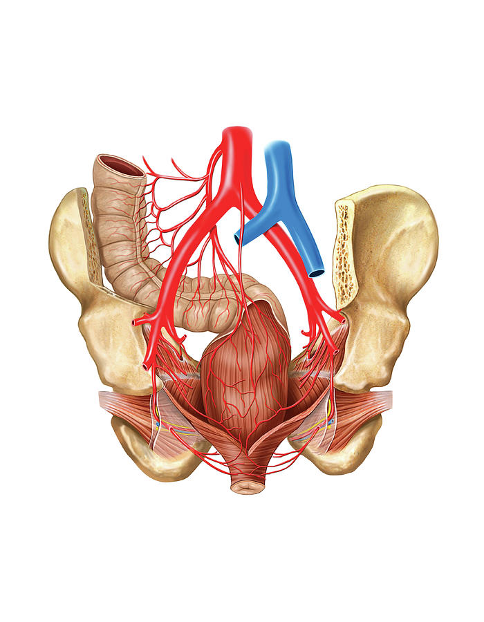 Arterial System Of The Pelvic Cavity Photograph By Asklepios Medical Atlas My Xxx Hot Girl 7824