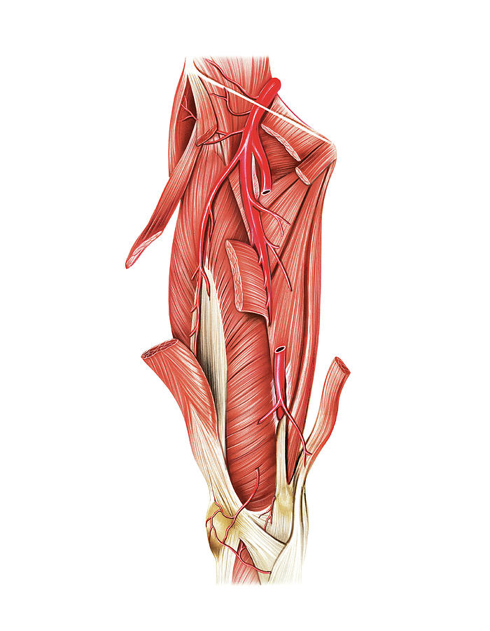 Arterial System Of The Thigh Photograph By Asklepios Medical Atlas Pixels Merch 4894
