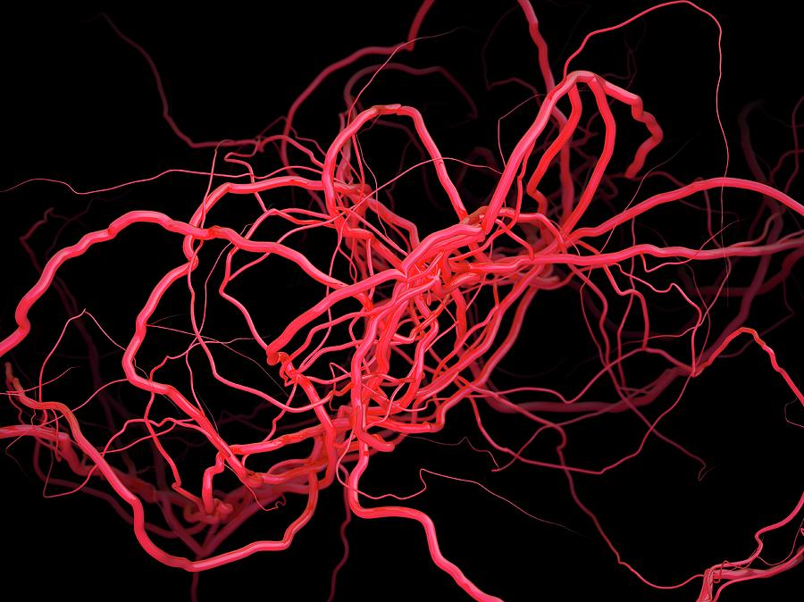 Artery Photograph - Arteries by Maurizio De Angelis