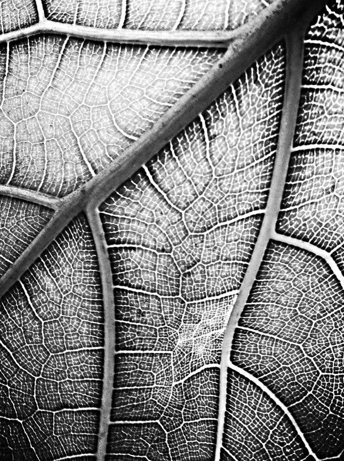 Nature Photograph - Arteries  by Natalya Karavay