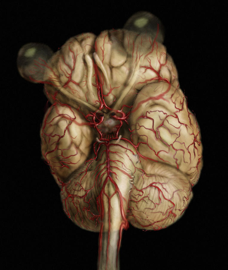 Arteries Of The Brain Photograph by Anatomical Travelogue
