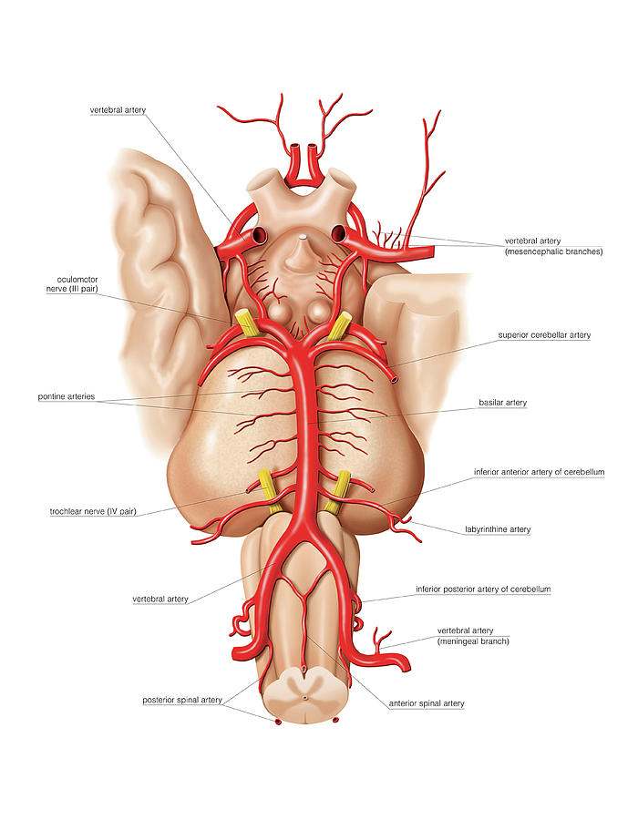 Arteries Of The Brain Base