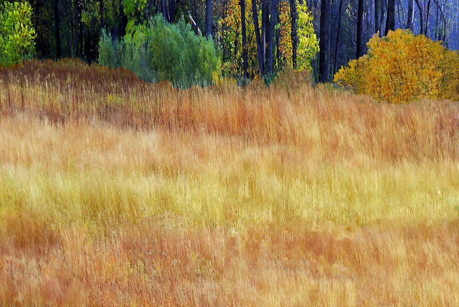 Artesian Prairie Photograph