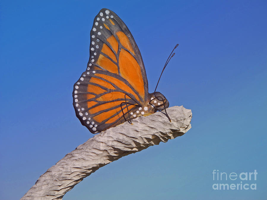 Artful Butterfly Photograph by Ann Horn