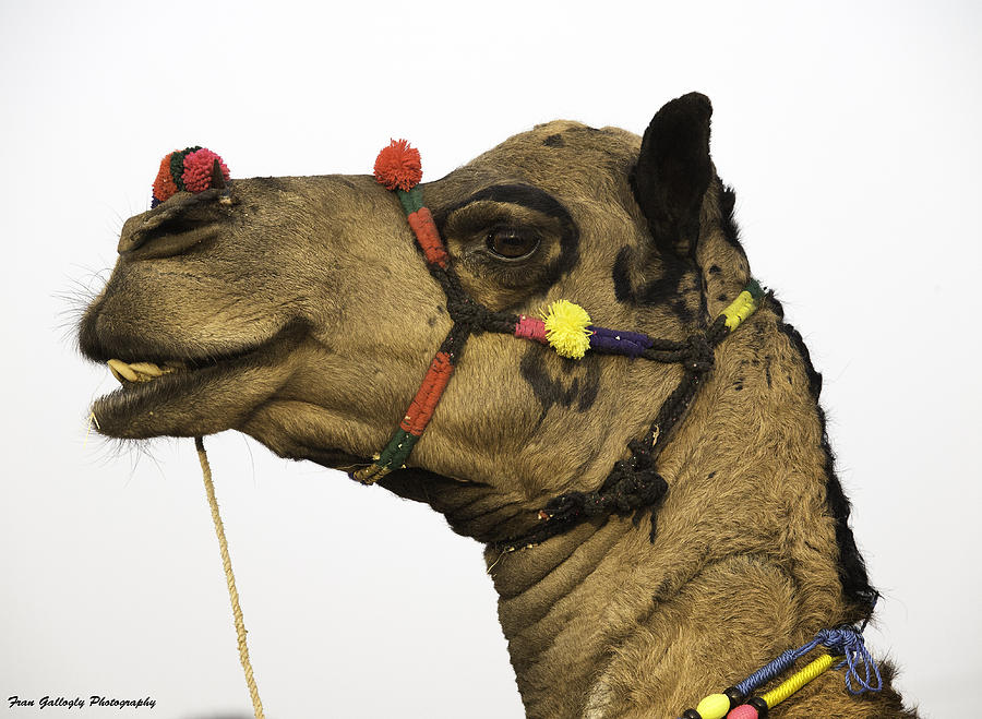 Artful Camel Photograph by Fran Gallogly