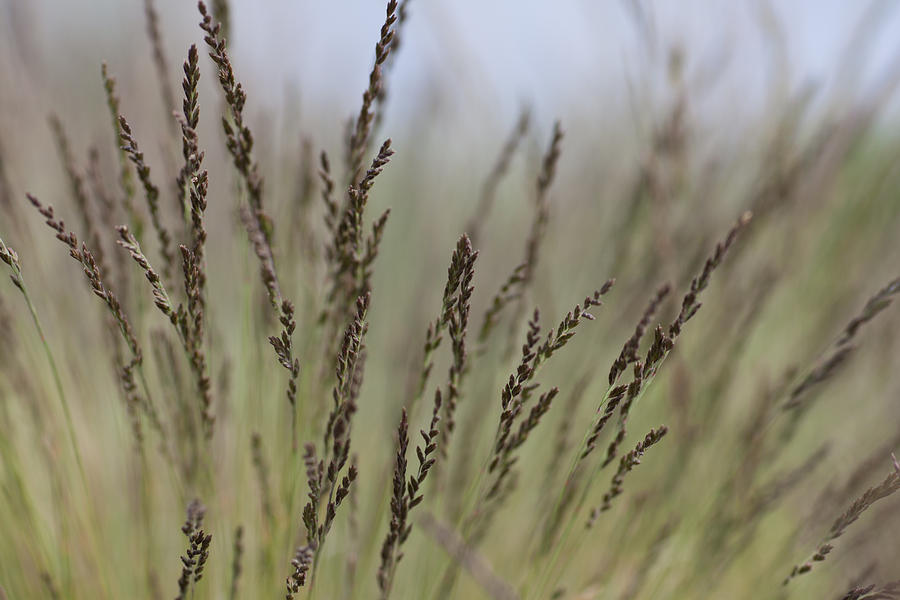 Summer Photograph - Artful dance of shoreline grasses by Jeff Folger