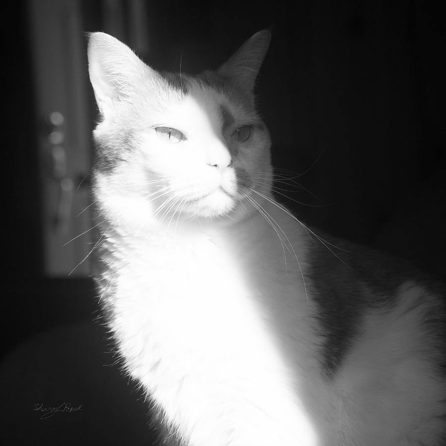 Black And White Photograph - Arthouse Kitty by Sharon Popek