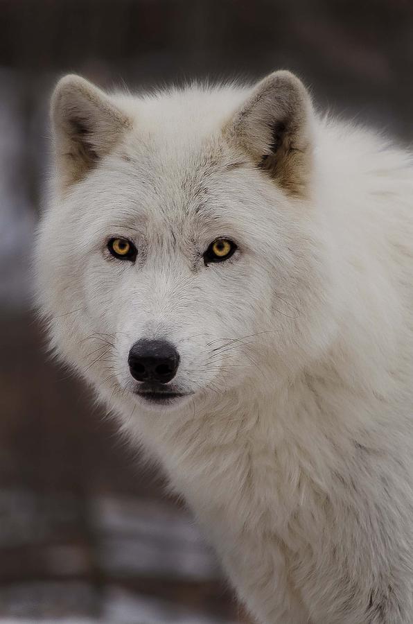 Artic Wolf Photograph by GeeLeesa Productions