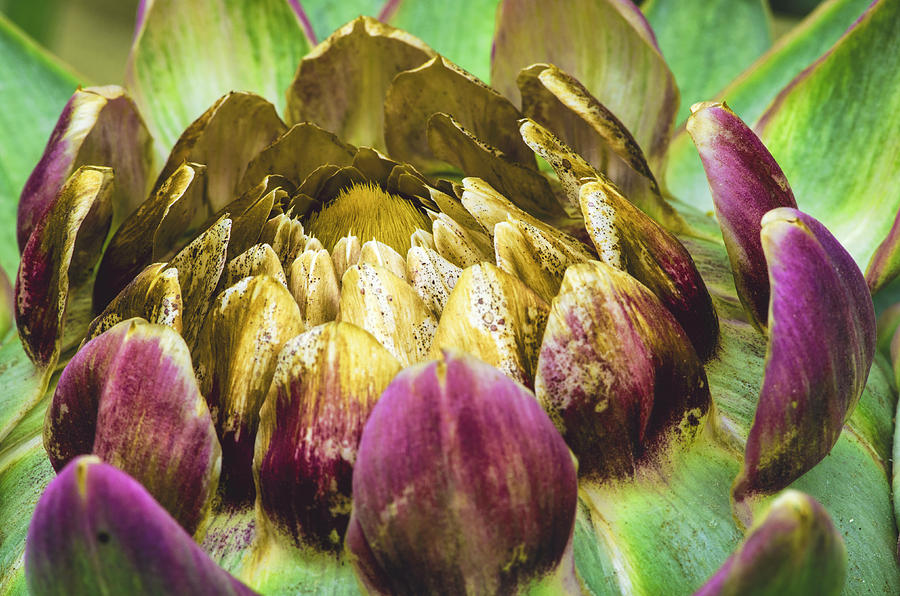 Artichoke Bloom Photograph by Marta Cavazos-Hernandez