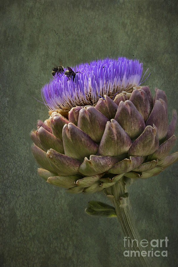 Artichoke Bloom and Bee Dip Photograph by Belinda Greb