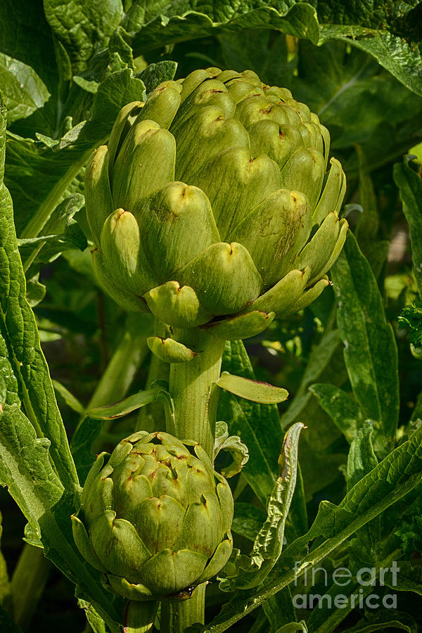 Artichoke Photograph by Carrie Cranwill