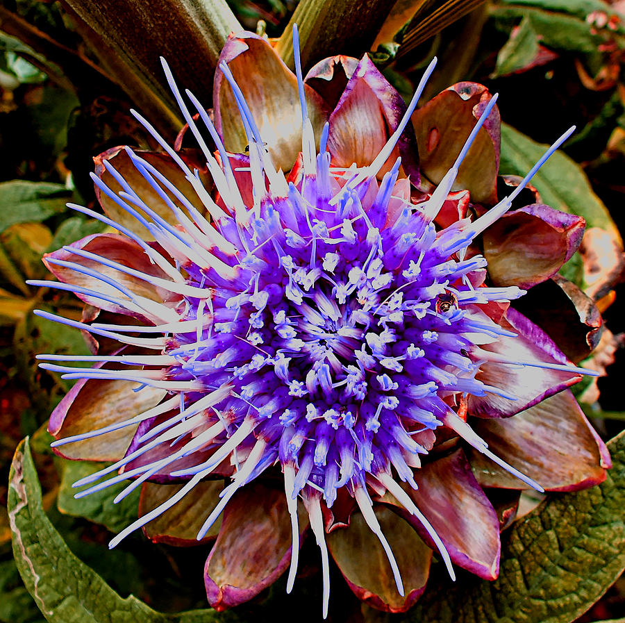 Artichoke Flower Photograph by Jill Bartlett