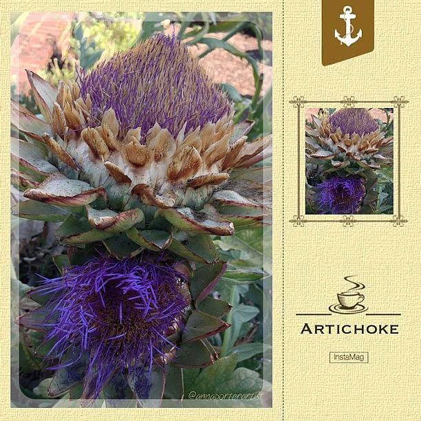 Artichoke Photograph - Artichoke In The Herb Garden by Anna Porter
