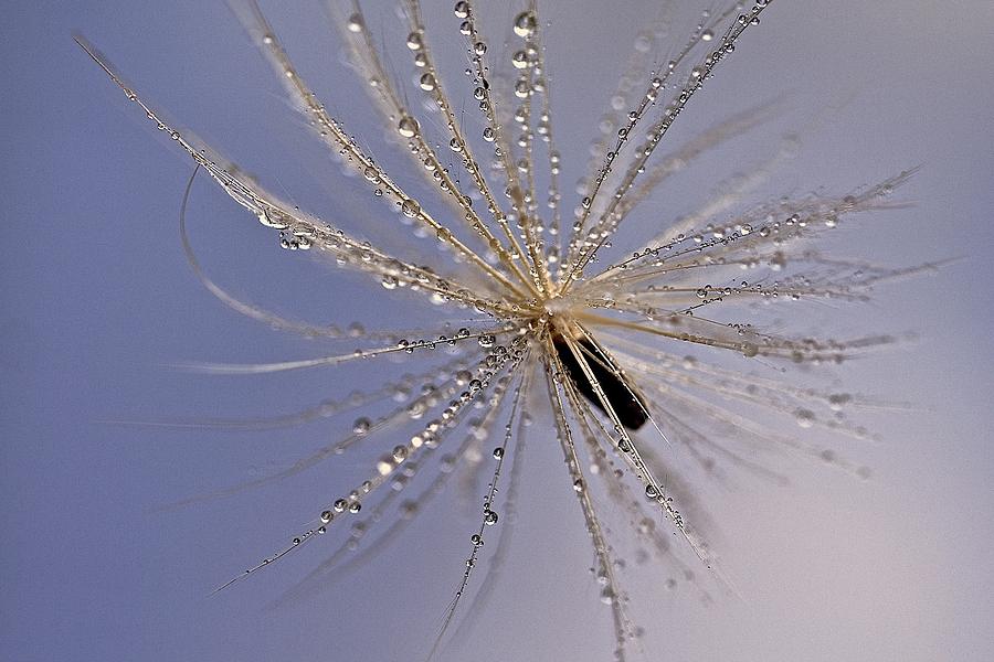 Artichoke Seed Pod And Morning Dew Photograph by Catia Juliana