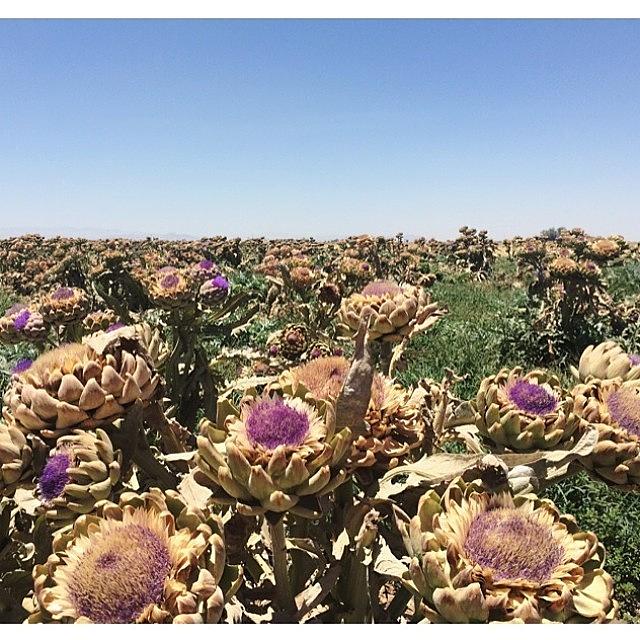 Fields Photograph - Artichokes Fields Forever by Brianna Parra