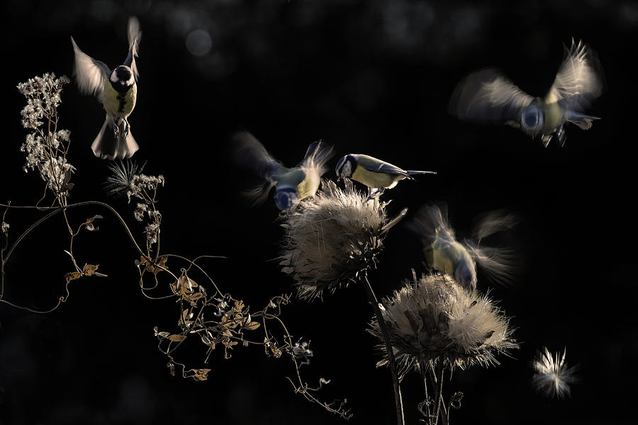 Bird Photograph - Artichokes Hearts by Martine Benezech