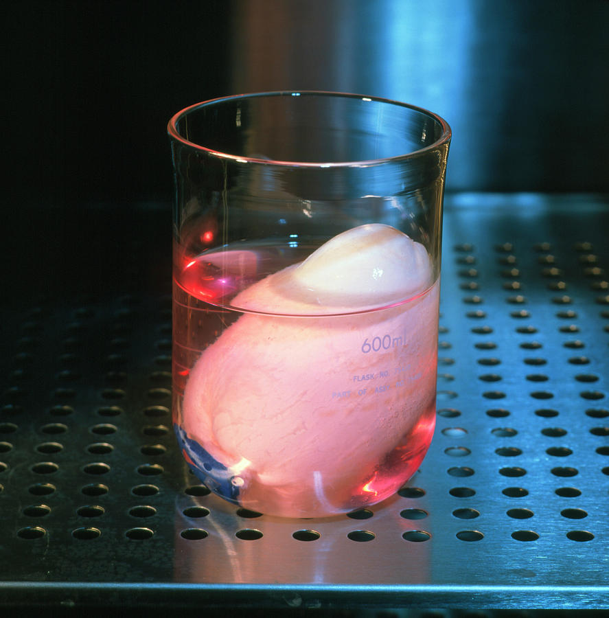 Artificial Bladder In A Beaker Photograph by Sam Ogden/science Photo Library