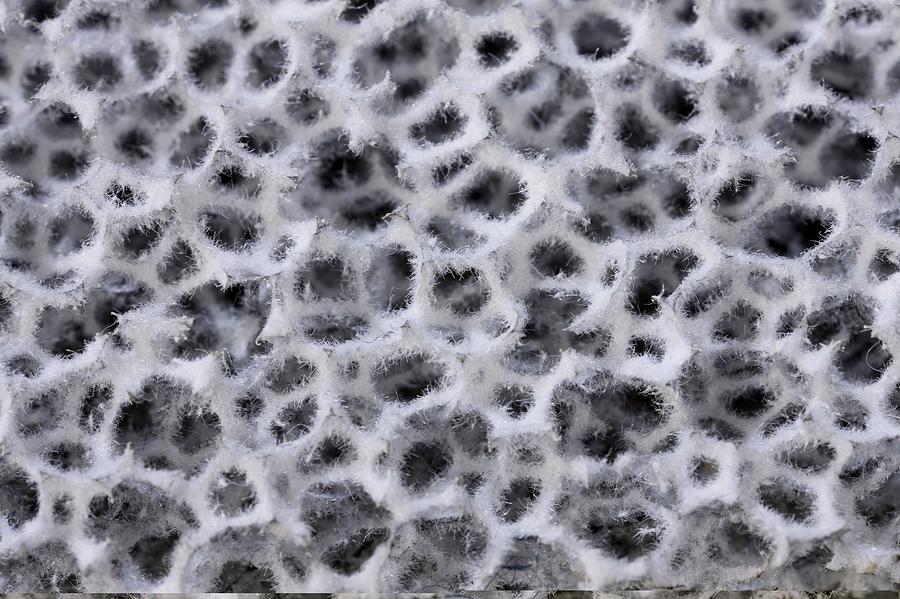 Fabric Photograph - Artificial mould by Science Photo Library