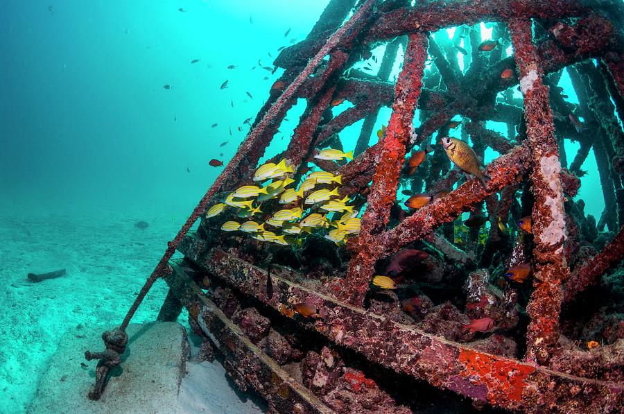 Artificial Reef And Snappers Photograph by Georgette Douwma/science Photo Library