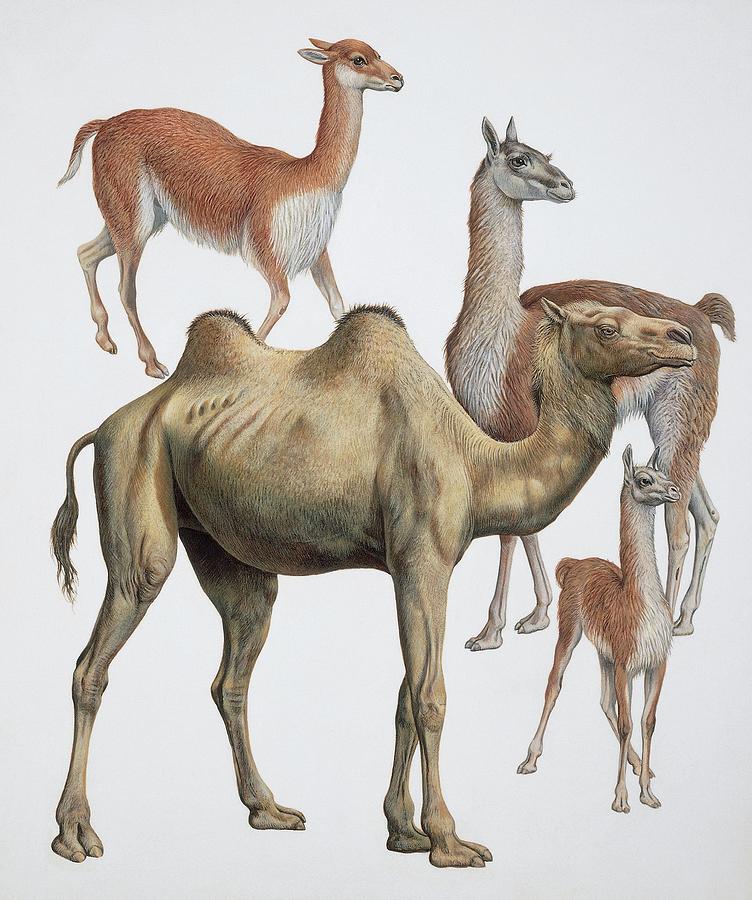 Artiodactyla Camel Family Photograph by Deagostini/uig/science Photo