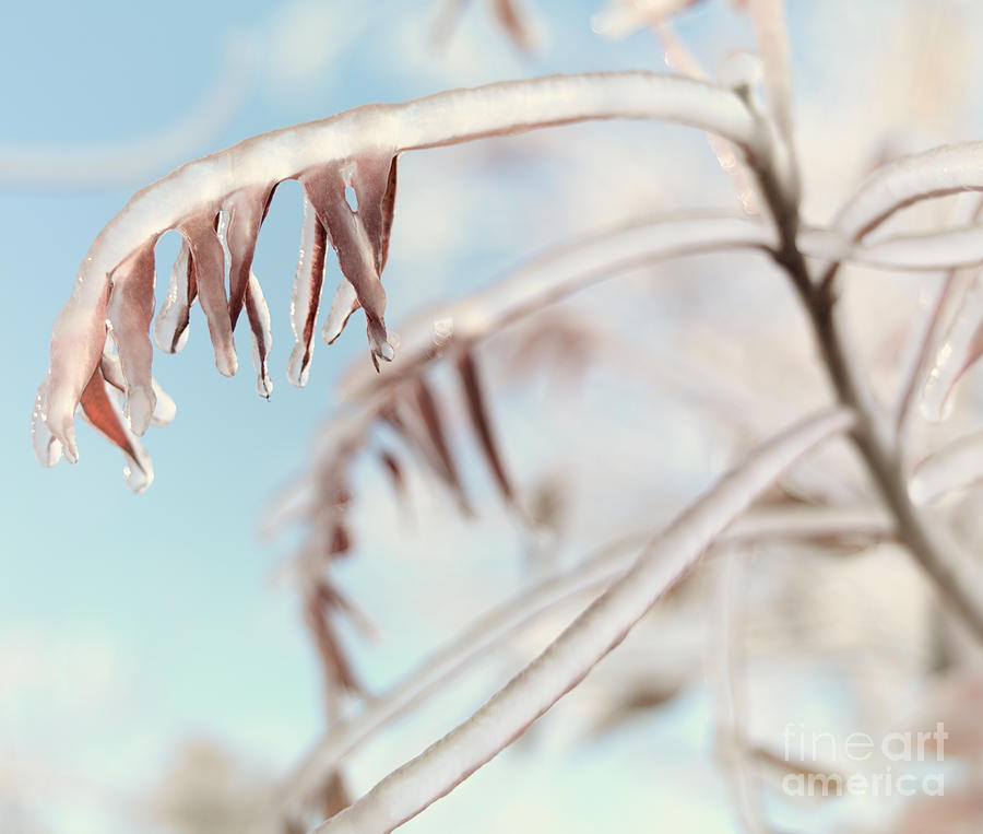 Artistic abstract closeup of frozen tree branches Photograph by Maxim Images Exquisite Prints