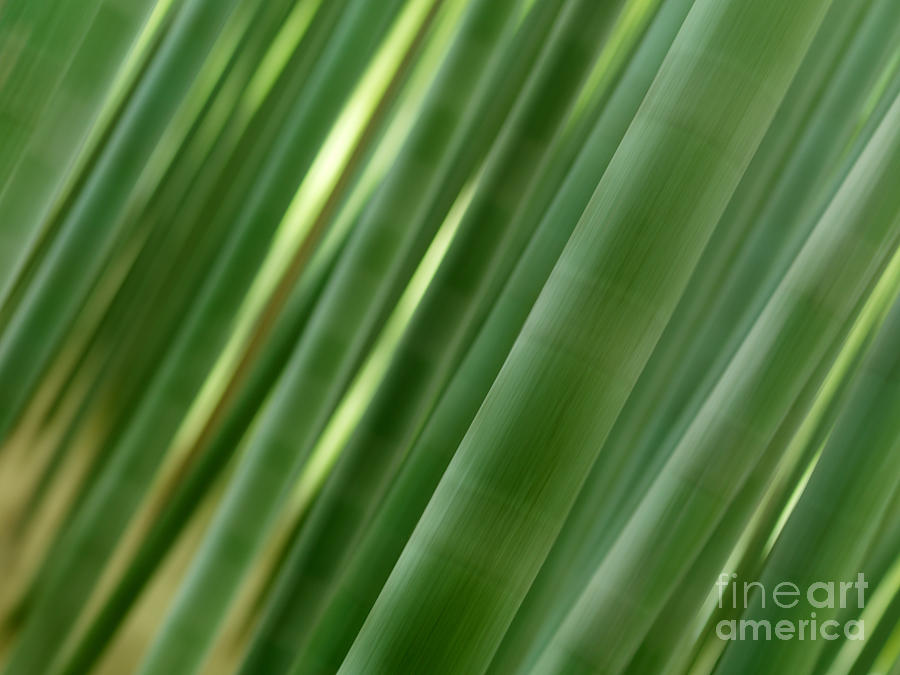 Artistic abstract of bamboo forest culms Photograph by Maxim Images Exquisite Prints