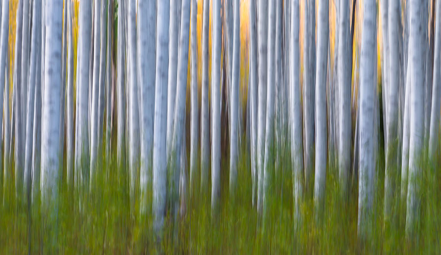 Tree Photograph - Artistic Aspens 2 by Larry Marshall