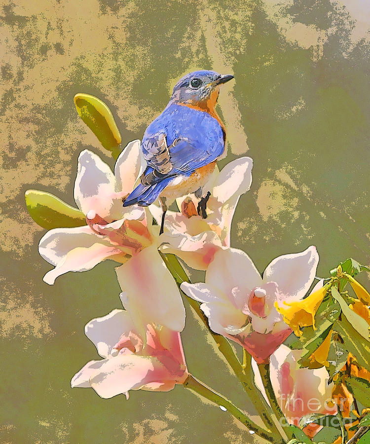 Bluebird on Orchids Artistic photo Photograph by Luana K Perez
