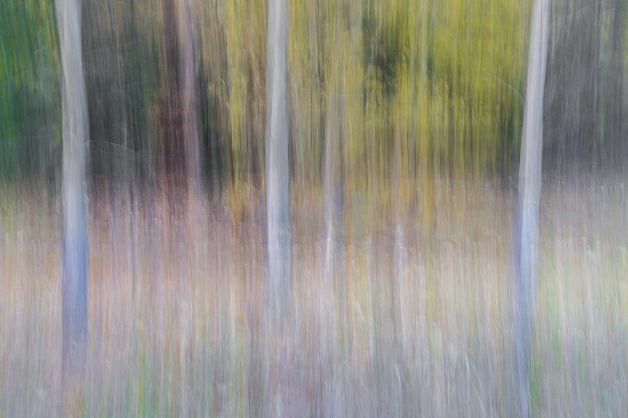Artistic Birch Trees Photograph by Larry Marshall