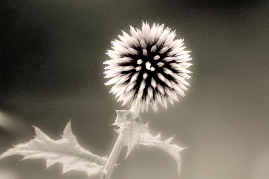 Artistic Black and White Flower Photograph by Don Johnson