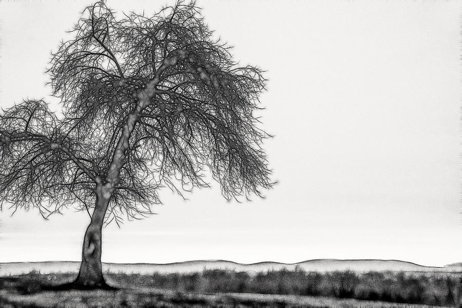 Don Johnson Photograph - Artistic Black and White Sunset Tree by Don Johnson