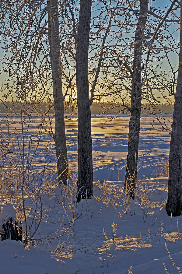 Artistic Chena River Trees Photograph by Cathy Mahnke