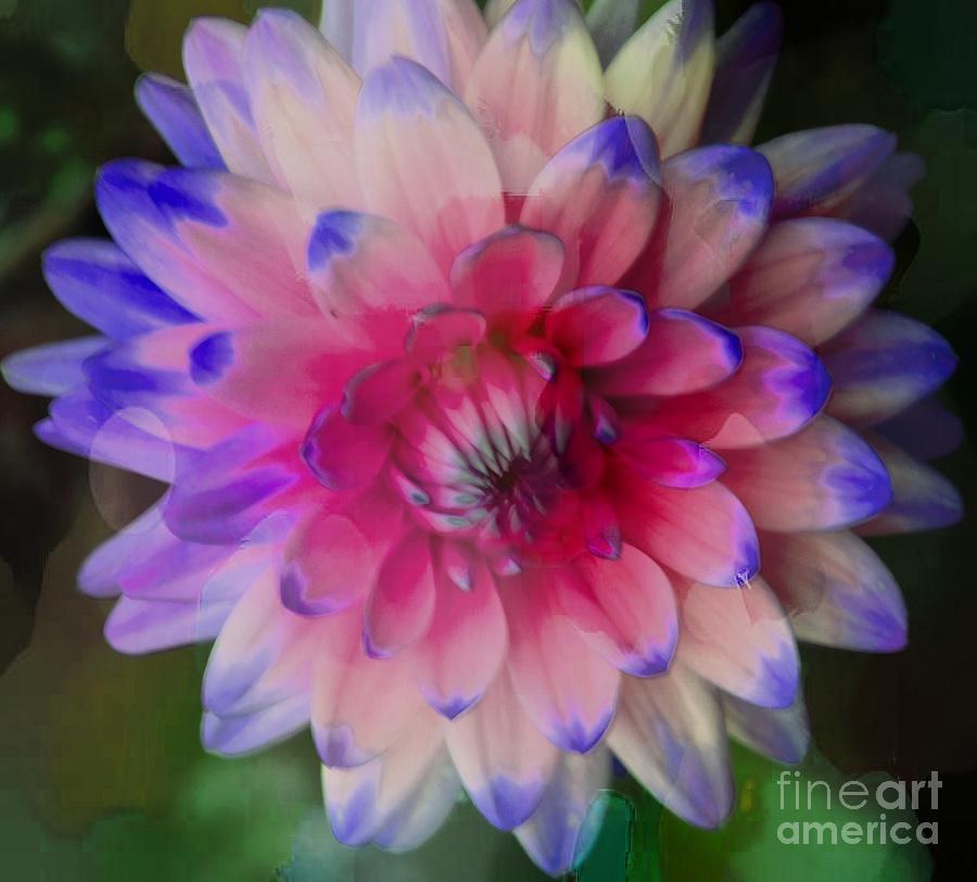 Flower Photograph - Artistic Dahlia by Kathleen Struckle
