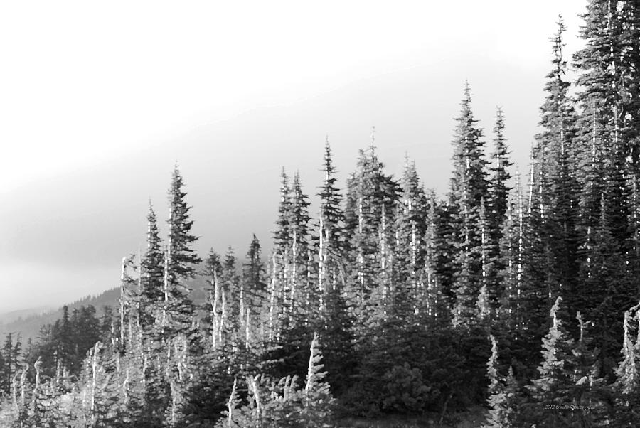 Artistic Evergreens BW Photograph by Connie Fox