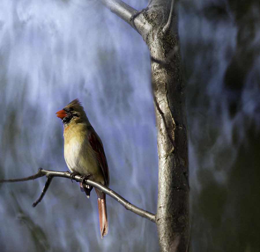 Cardinal Photograph - Artistic Female Northern Cardinal by Thomas Young